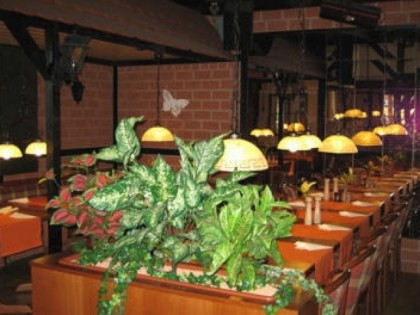 Foto: Butterfly (im Hotel Kurmainzer Eck)